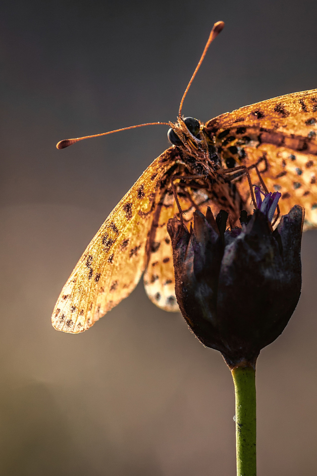 Бабочка на стебле цветка