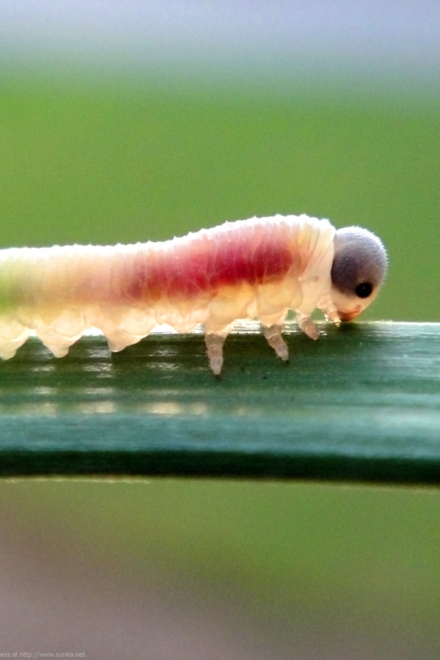 Гусеница на листке