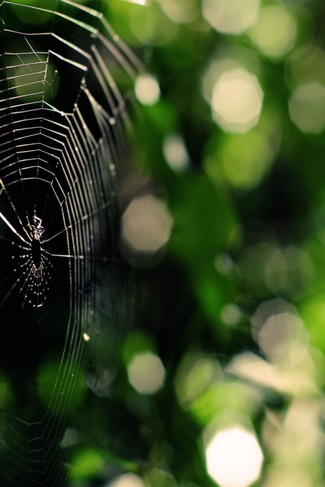 Паутина на зеленой природе