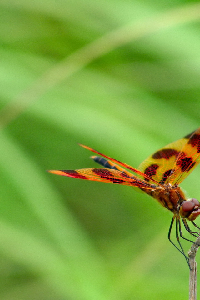 Цветная стрекоза