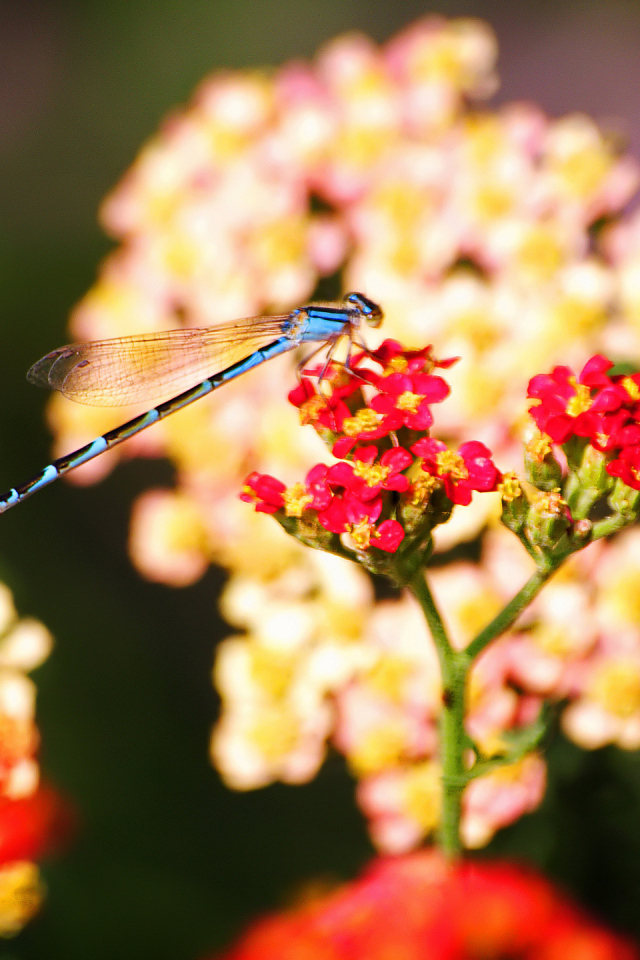 Стрекоза на цветке