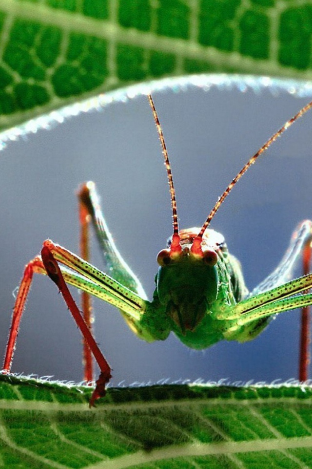 Кузнечик на листе