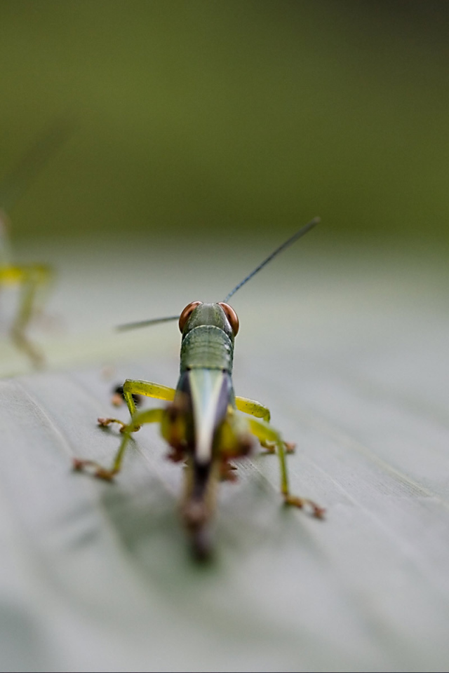 Саранча на листке