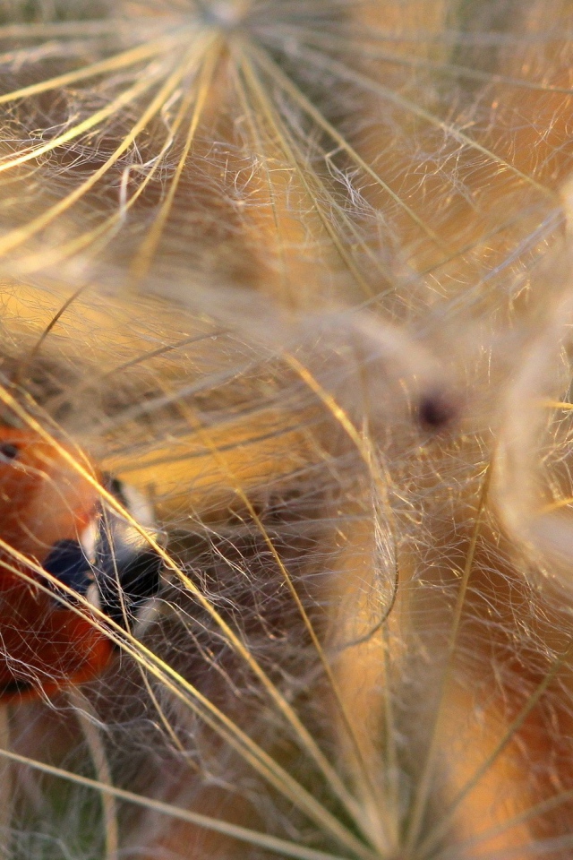 Божья коровка в паутине