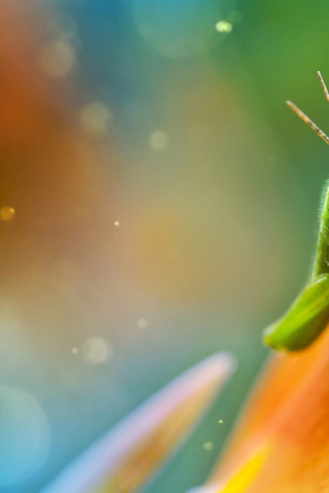 Саранча ест лист