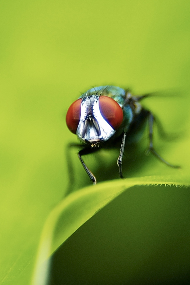 Портрет мухи