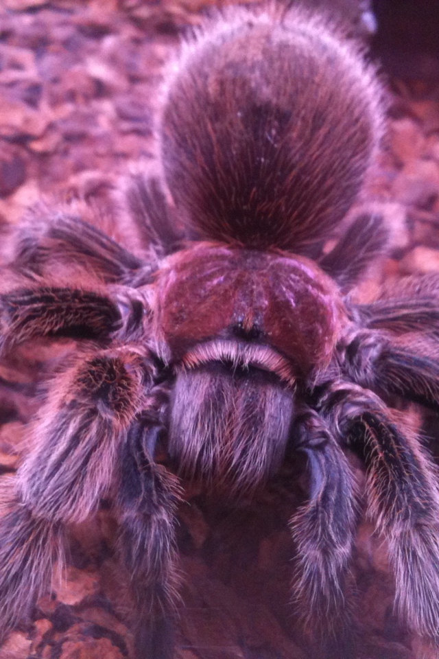 Паук тарантул