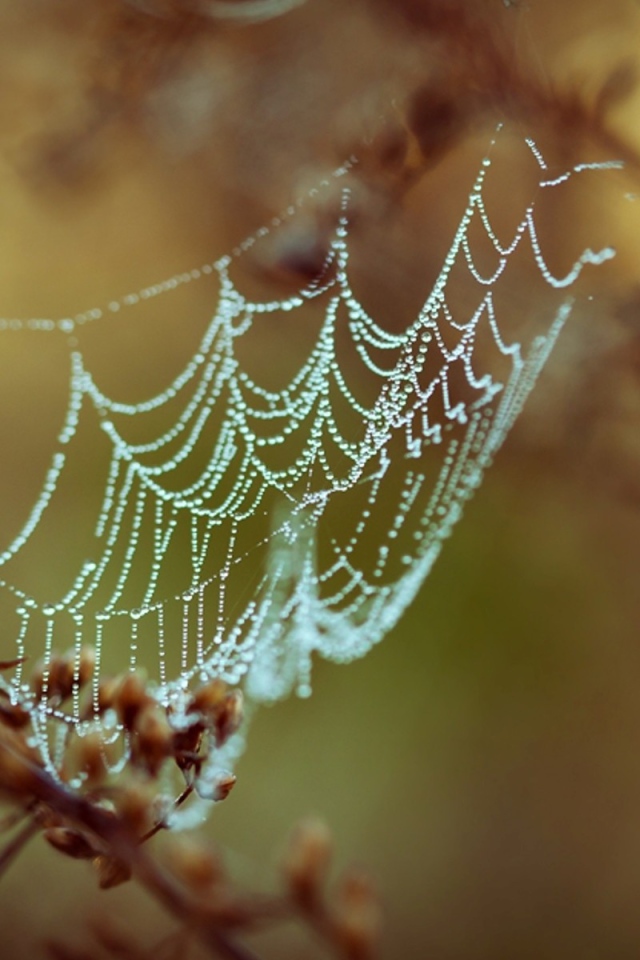 Паутина с каплями росы
