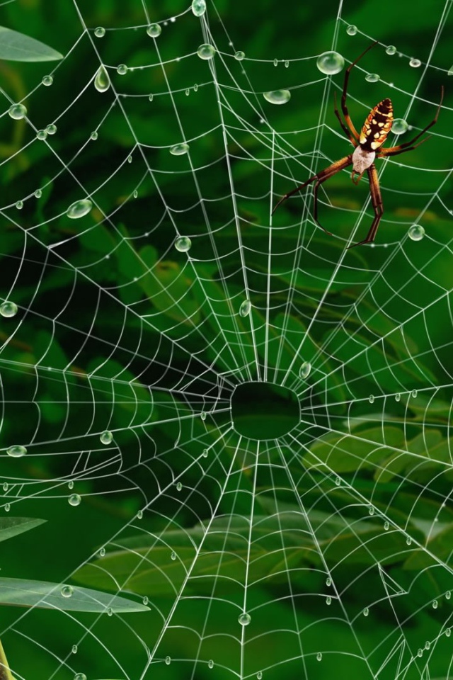 Паутина с каплями воды
