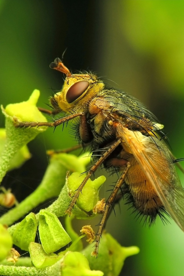 Муха на цветке