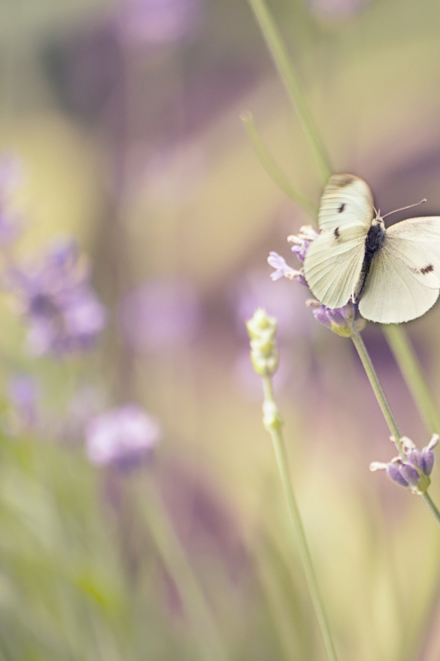 Белая бабочка