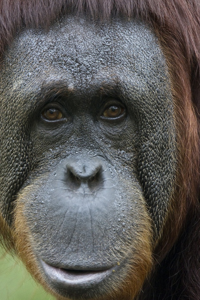 Портрет на память