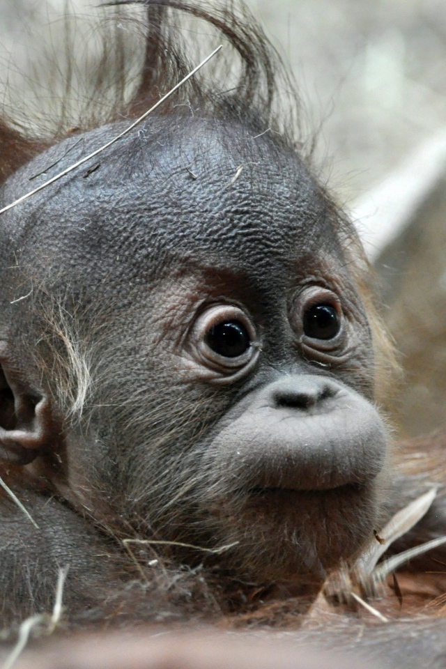 Детеныш обезьяны