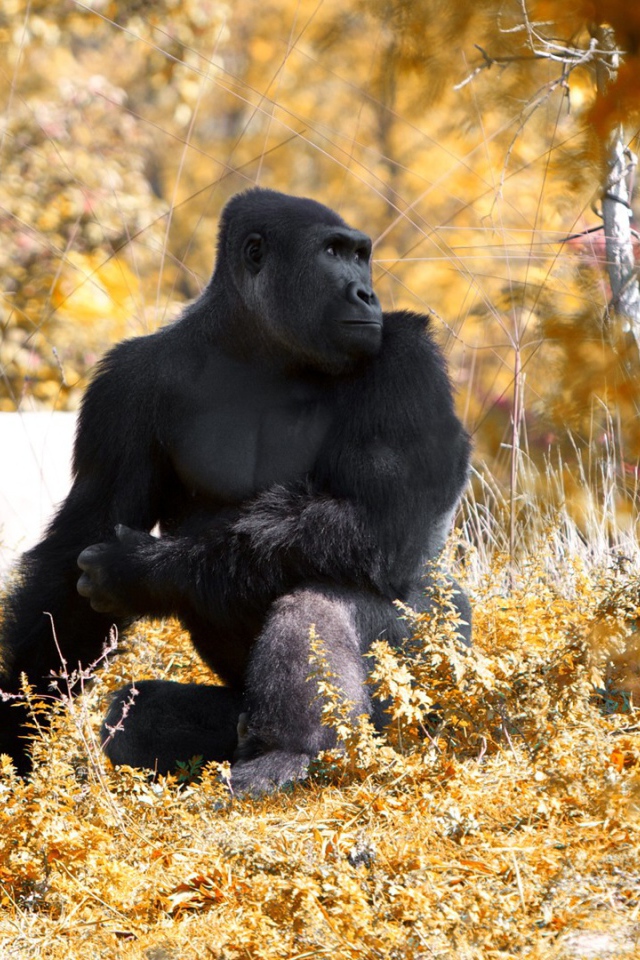 Горилла позирует фотографу