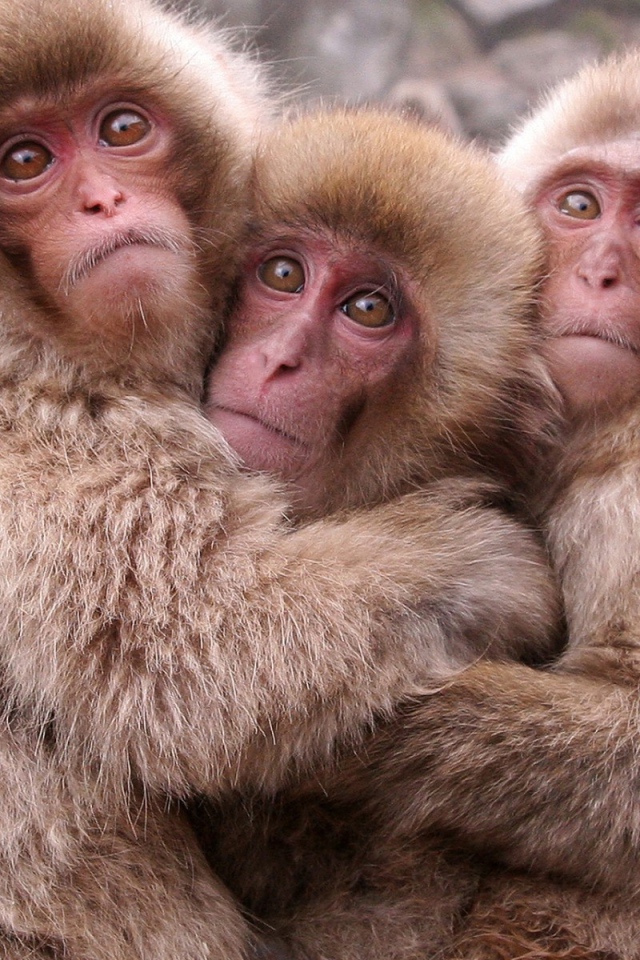 Японские макаки