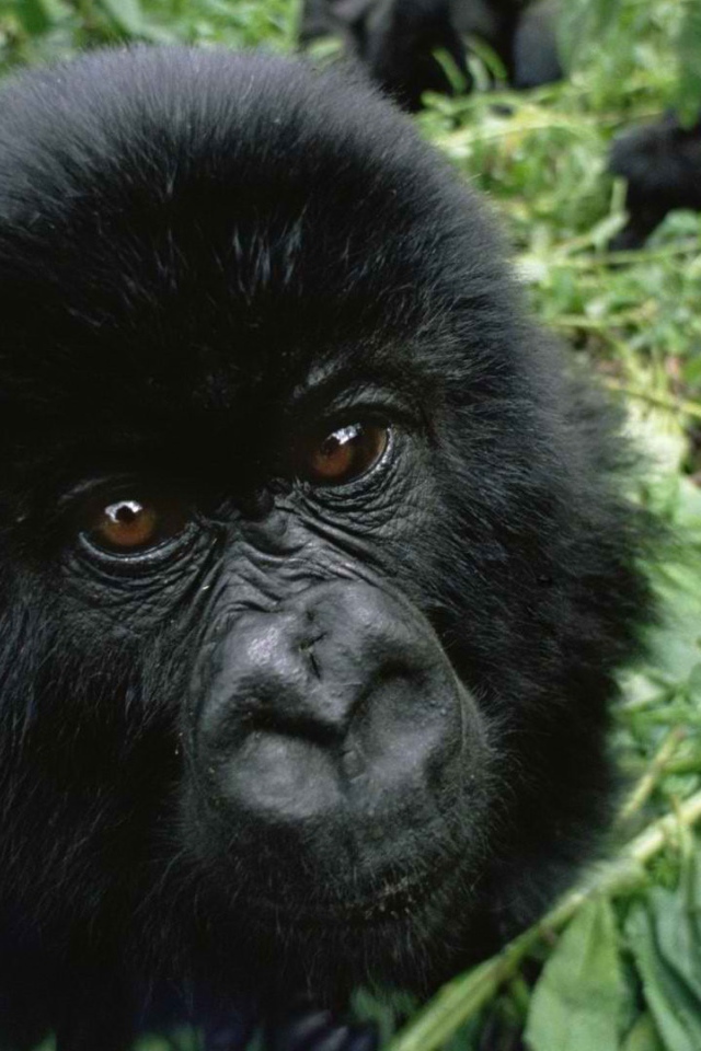 Взгляд детеныша гориллы
