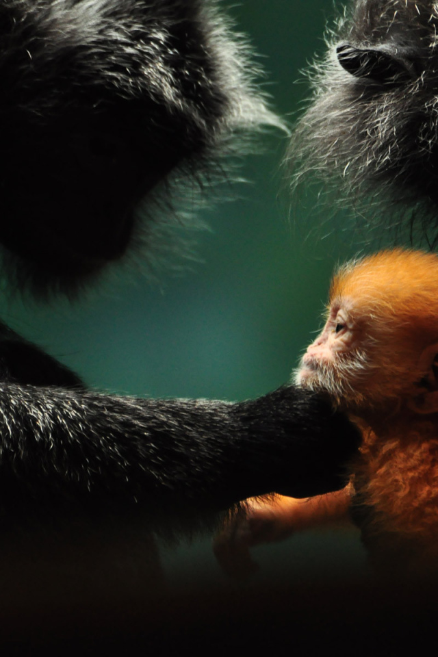 Обезьянья семья