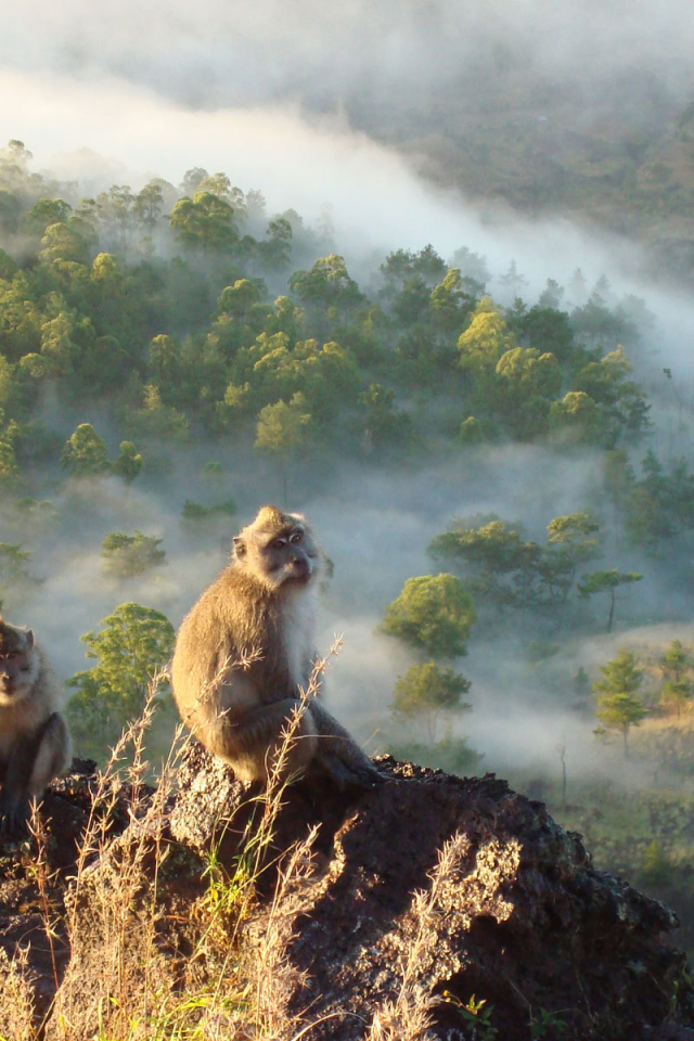 Обезьяны сидят на скале