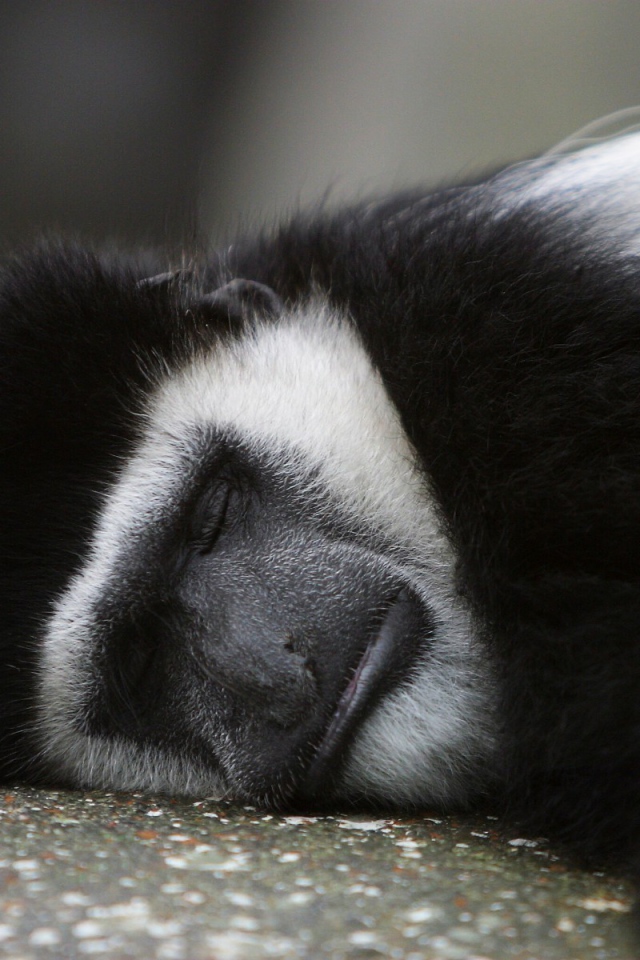 Обезьяна спит