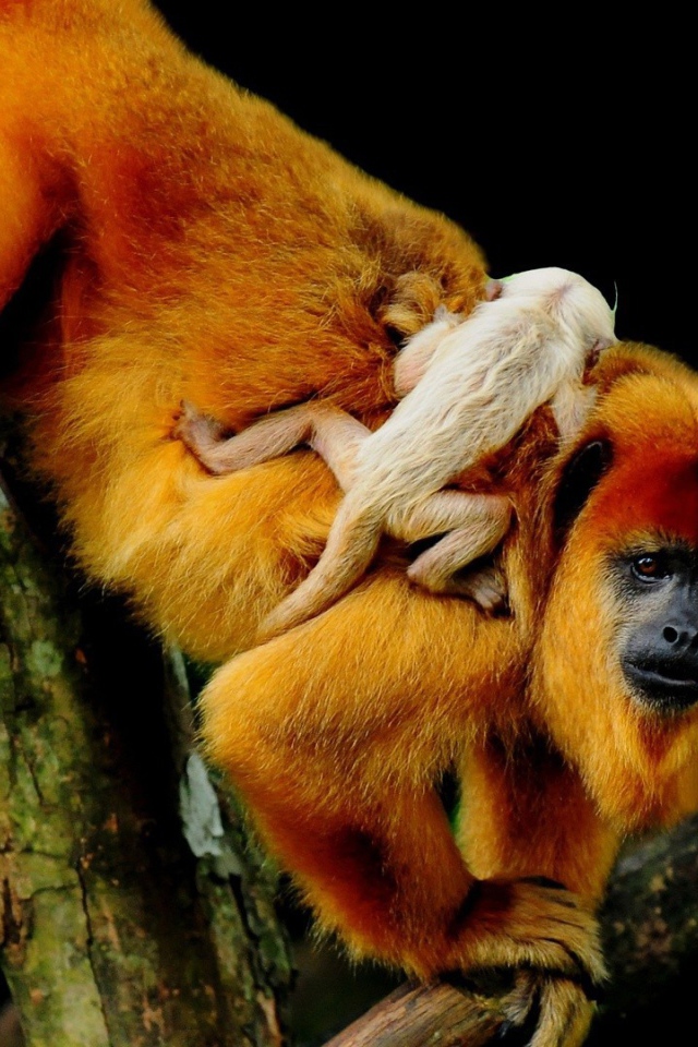 Обезьяна с детенышем на спине