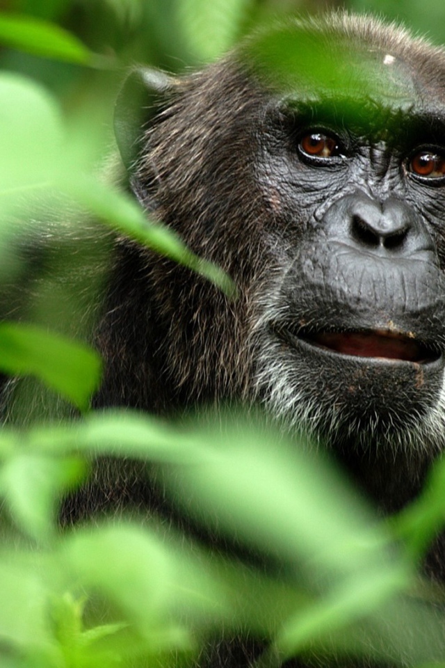 Портрет гориллы