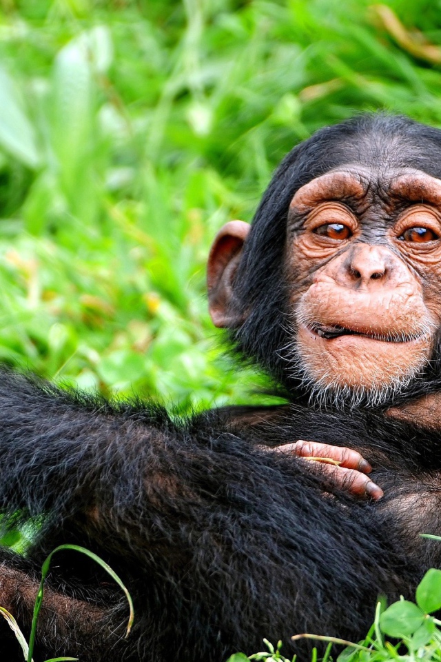 Детеныш обезьяны