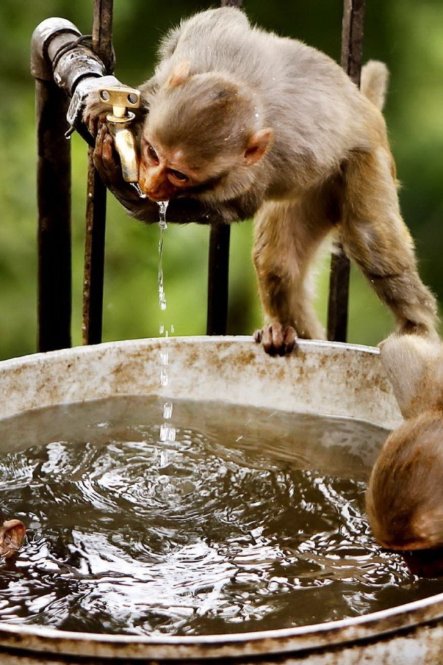 Обезьяны пьют воду и купаются