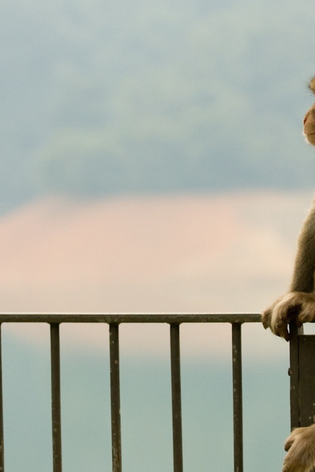 Обезьяна сидит на заборе