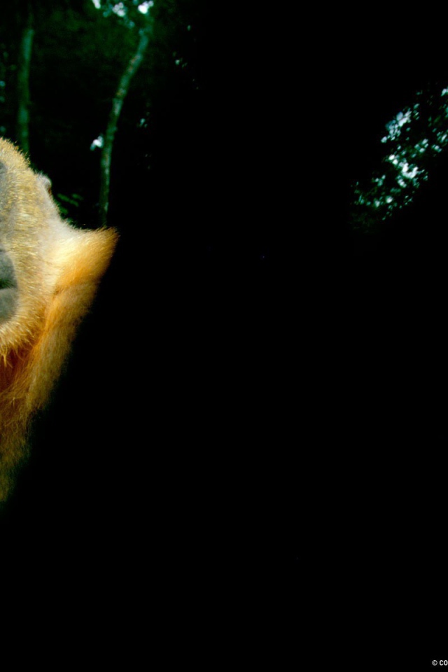 Обезьяна с желтыми глазами