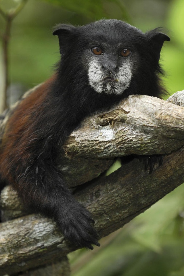 Тамарин в национальном парке Перу