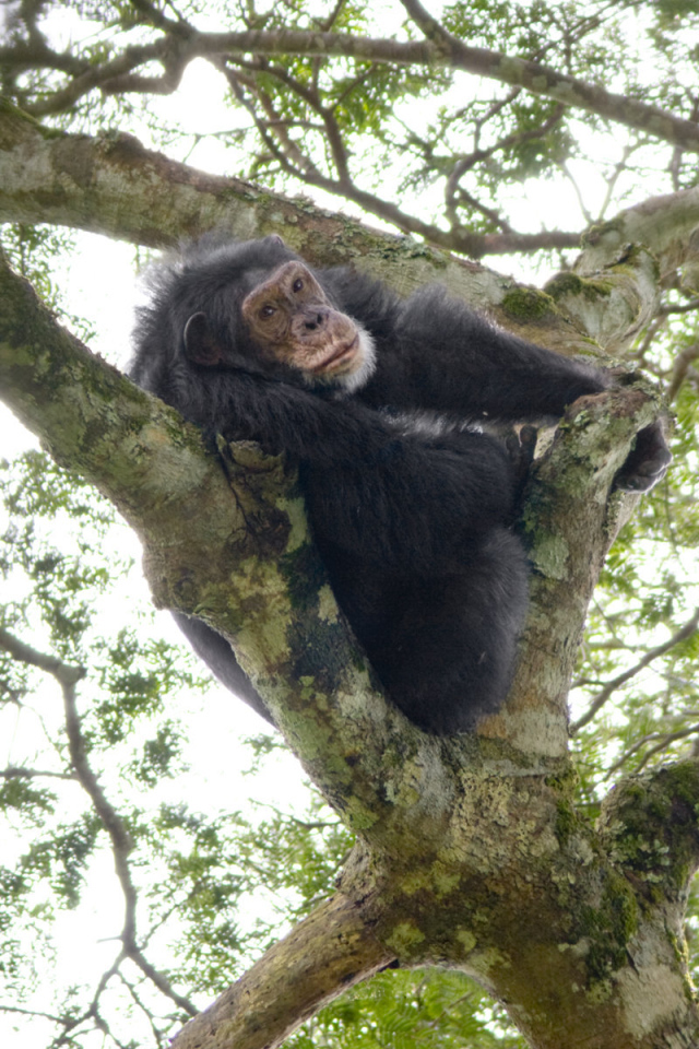 Шимпанзе на дереве