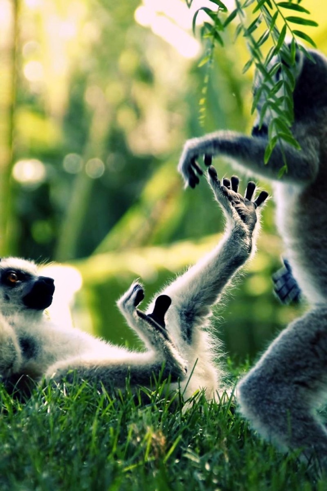 Обезьяны дерутся