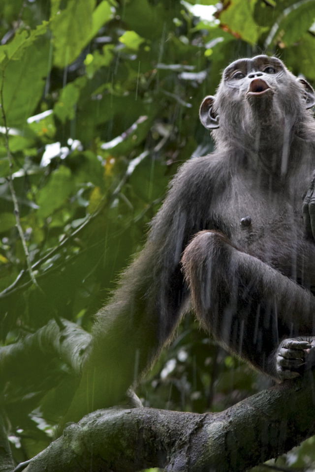 Обезьяна под дождем