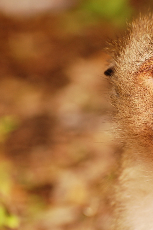 Обезьяна открыла рот