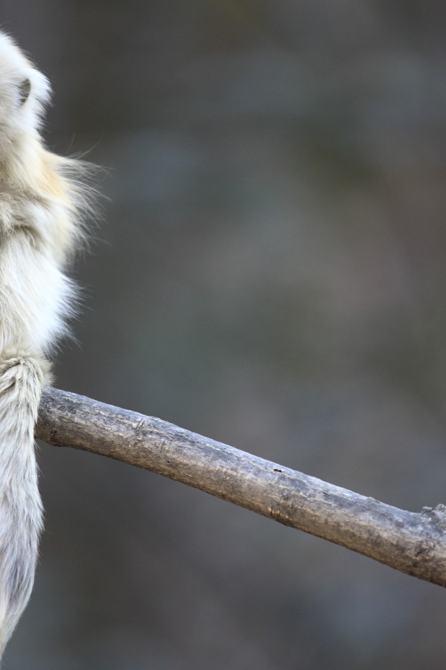 Маленькая обезьянка сидит на ветке