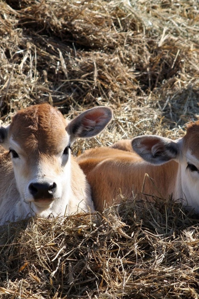 Телята лежат на сене