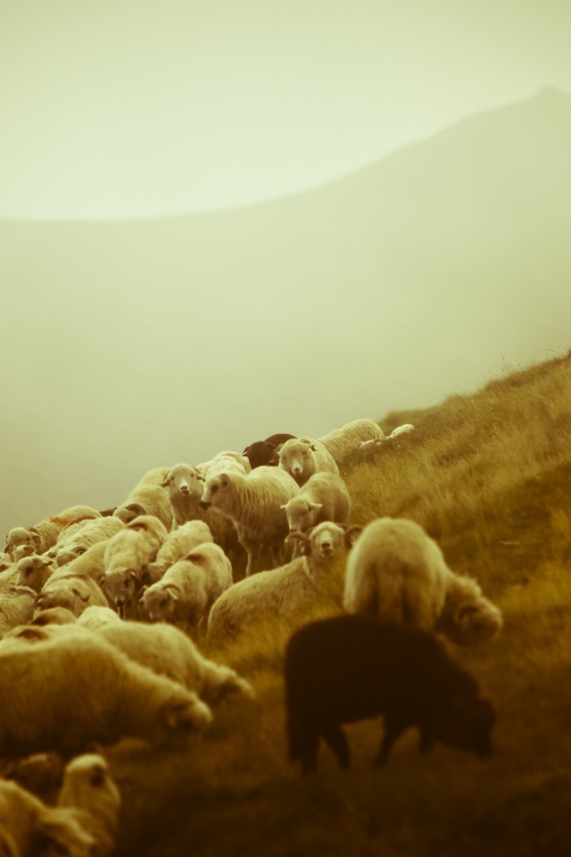 Пастух и отара овец