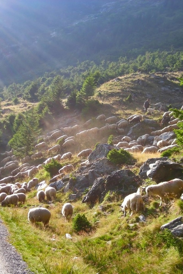 Стадо овец переходит дорогу