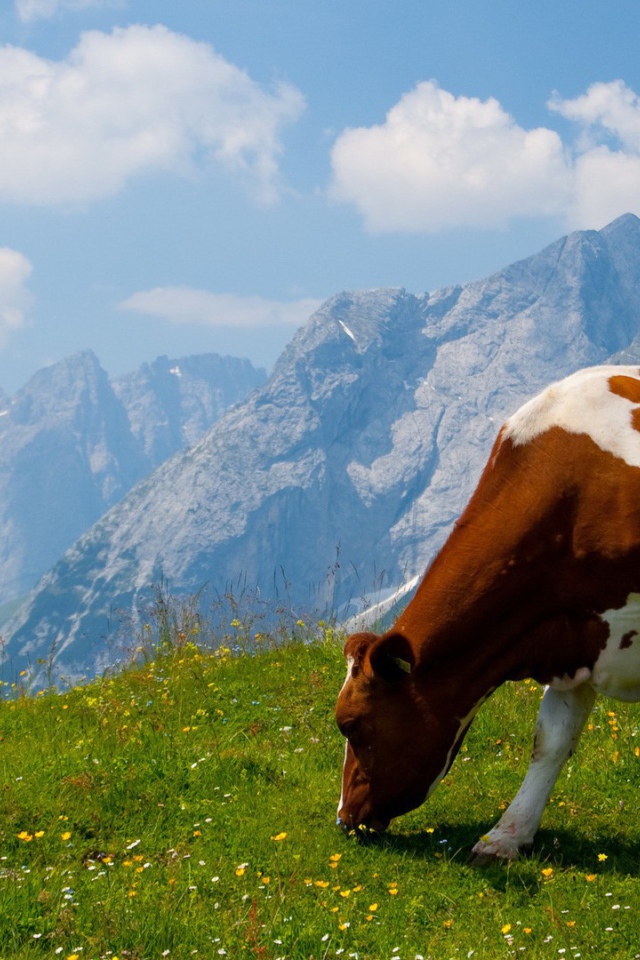 Корова на альпийском поле