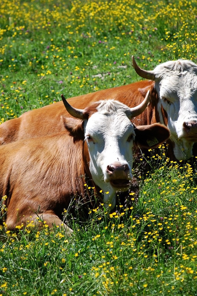 Коровы лежат в траве