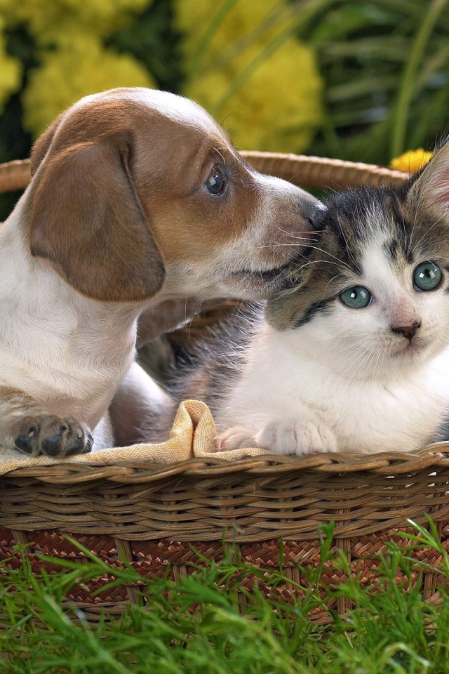Щенок и котенок в одной корзине