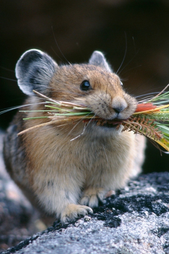 Хомяк с травой