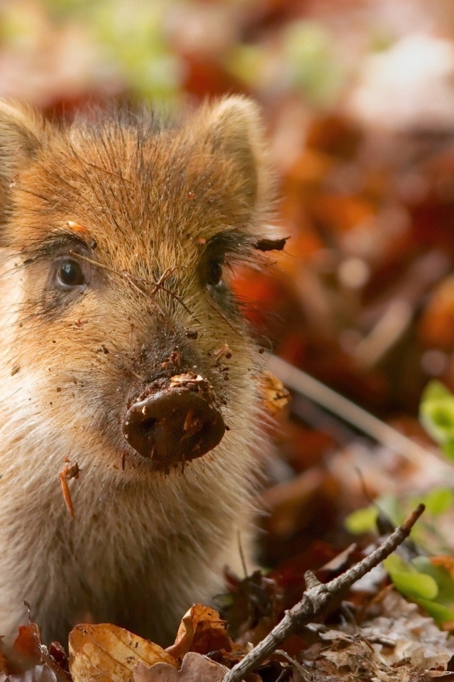 Маленький дикий поросенок