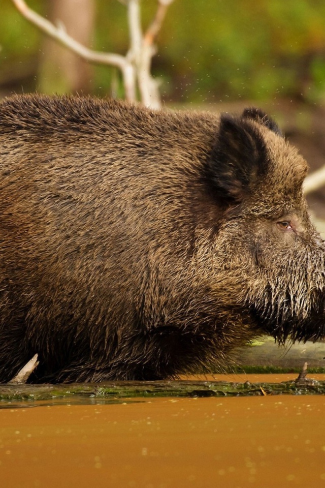 Кабан в болоте