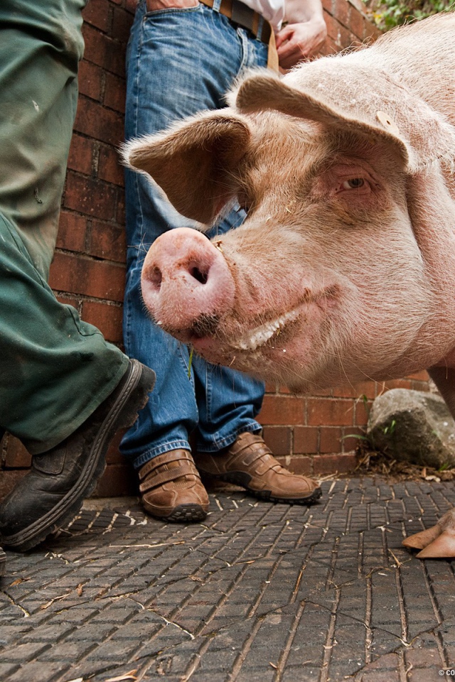 Свинья на улице города