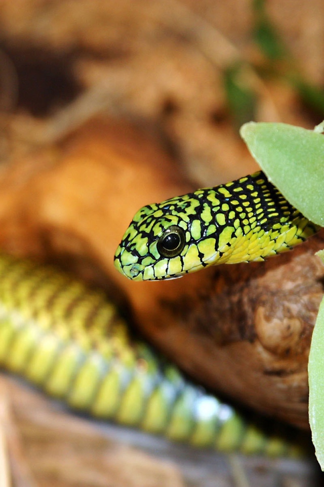 Зеленая змея