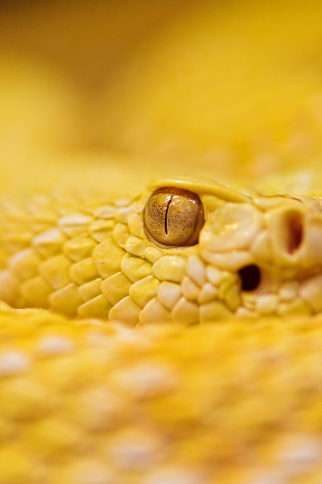 Гремучая змея альбинос