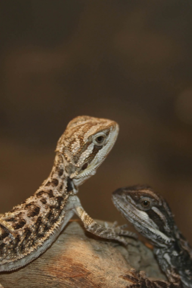 Бородатый дракон