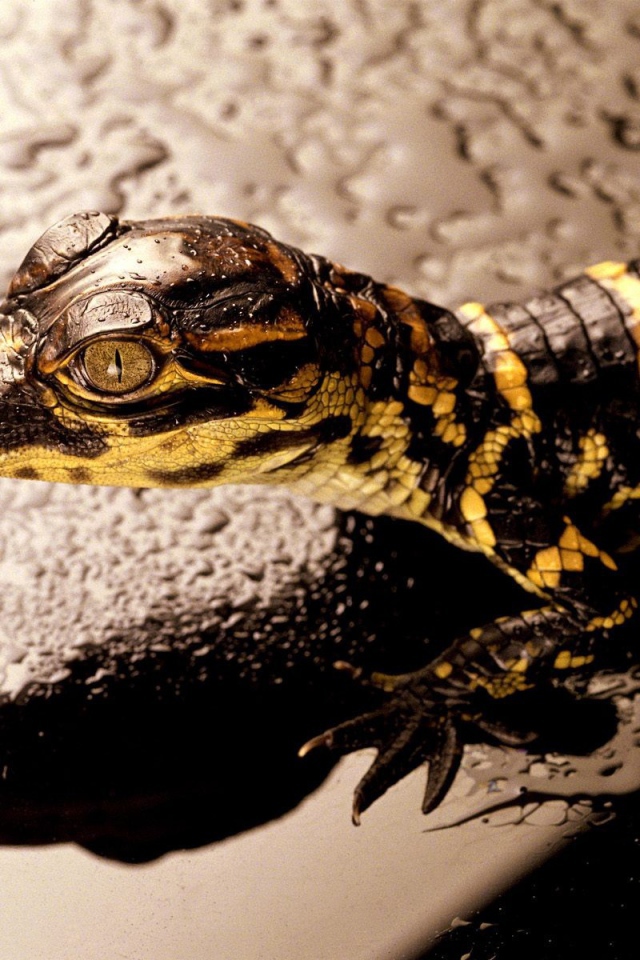 Коричневая ящерица