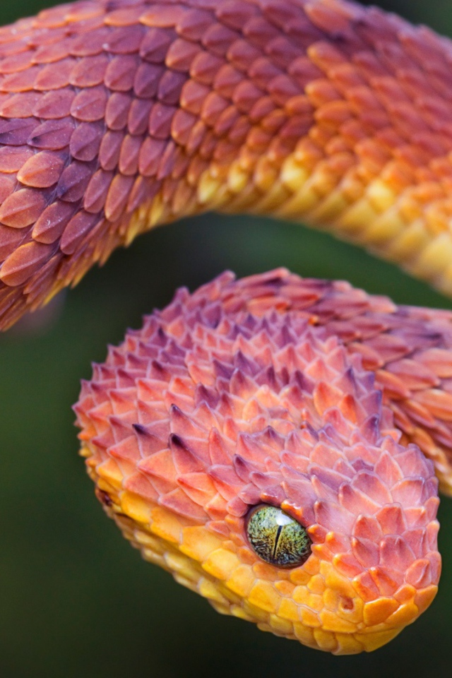 Пустынная гадюка